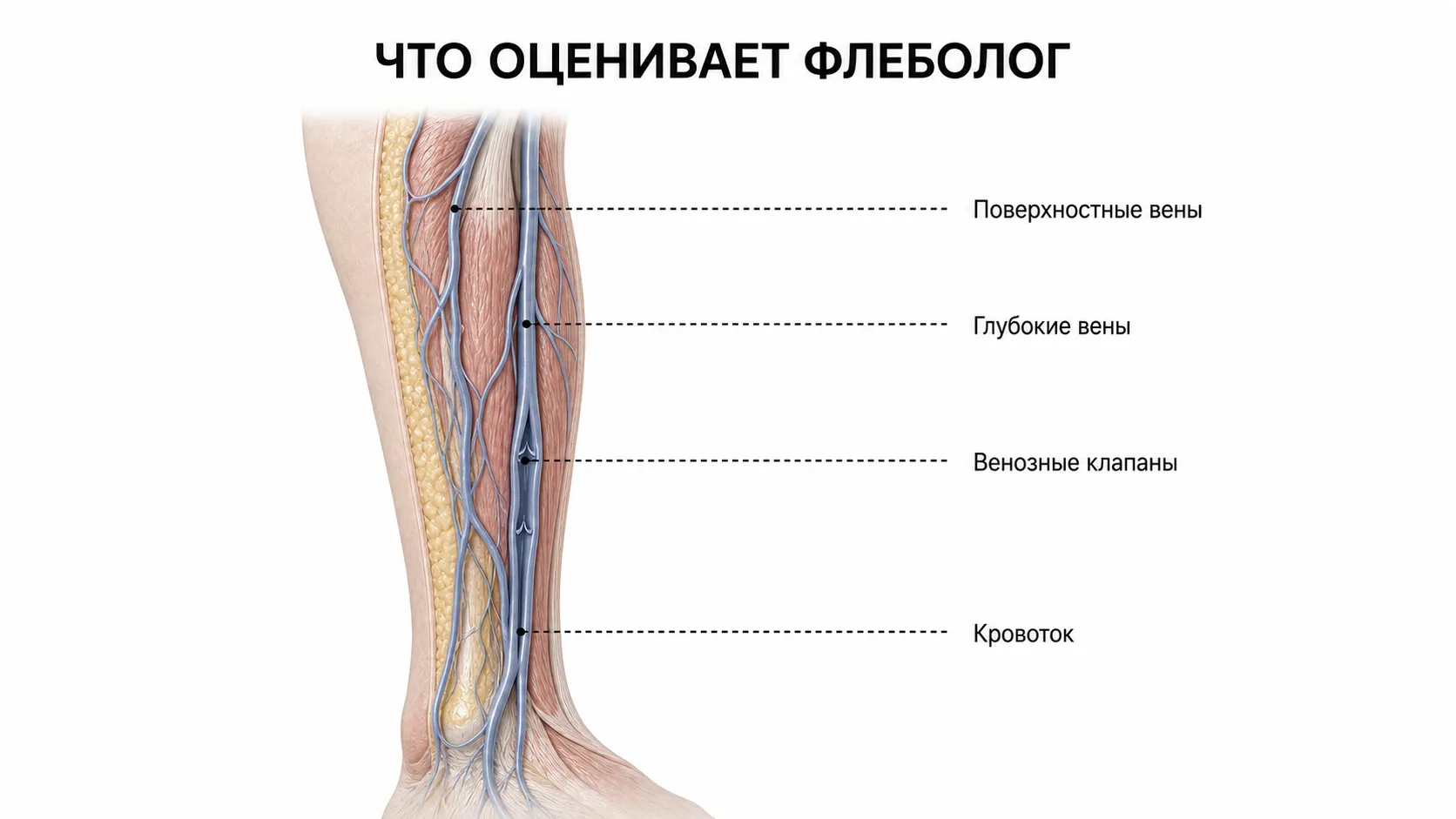Поверхностные и глубокие вены, венозные клапаны и кровоток