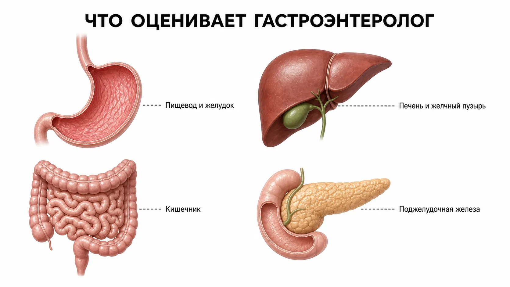 Органы пищеварительной системы