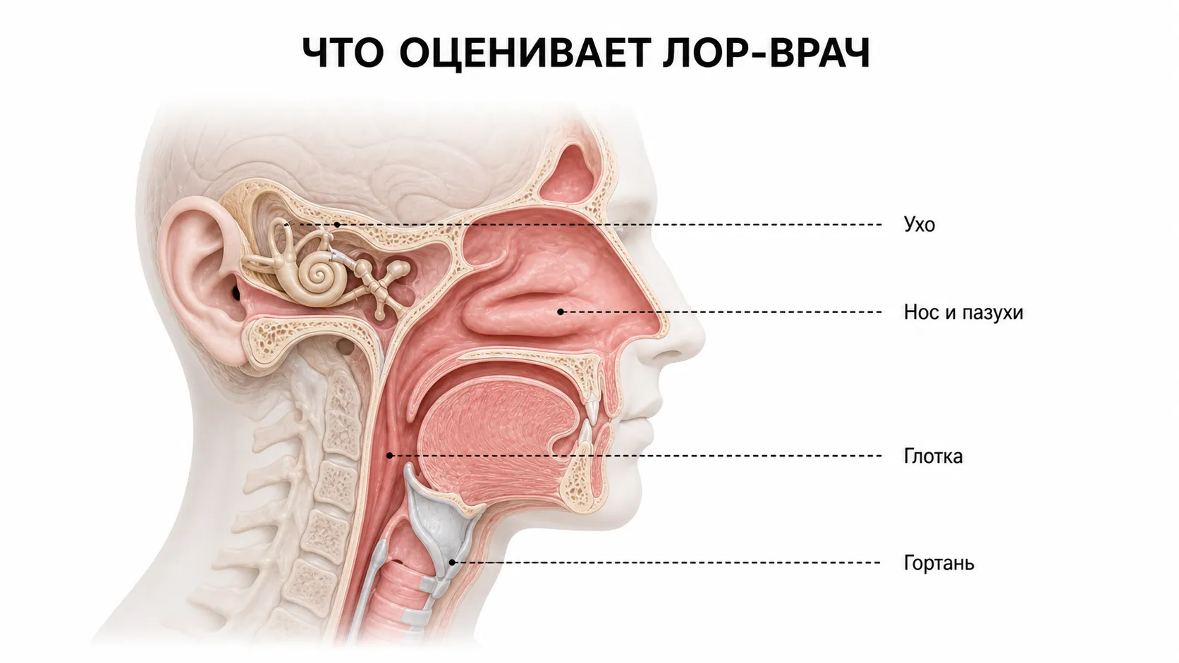 Области работы ЛОР-врача: ухо, нос, глотка и гортань