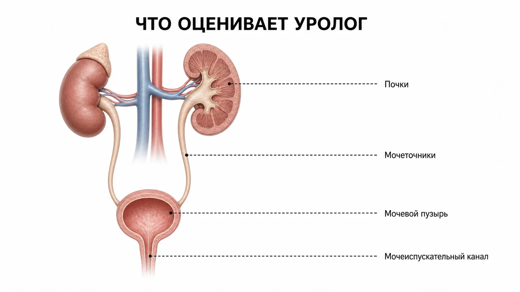 Почки, мочеточники, мочевой пузырь и мочеиспускательный канал