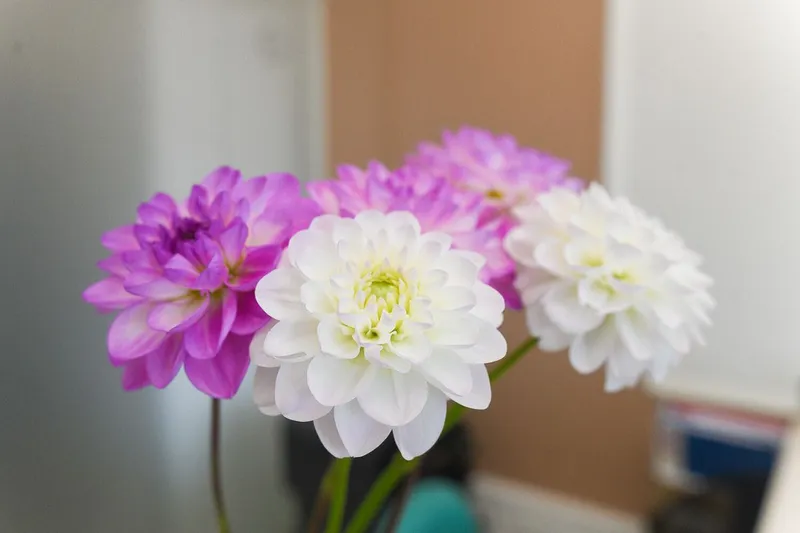 Фото Астра 4